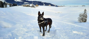 margot-1
